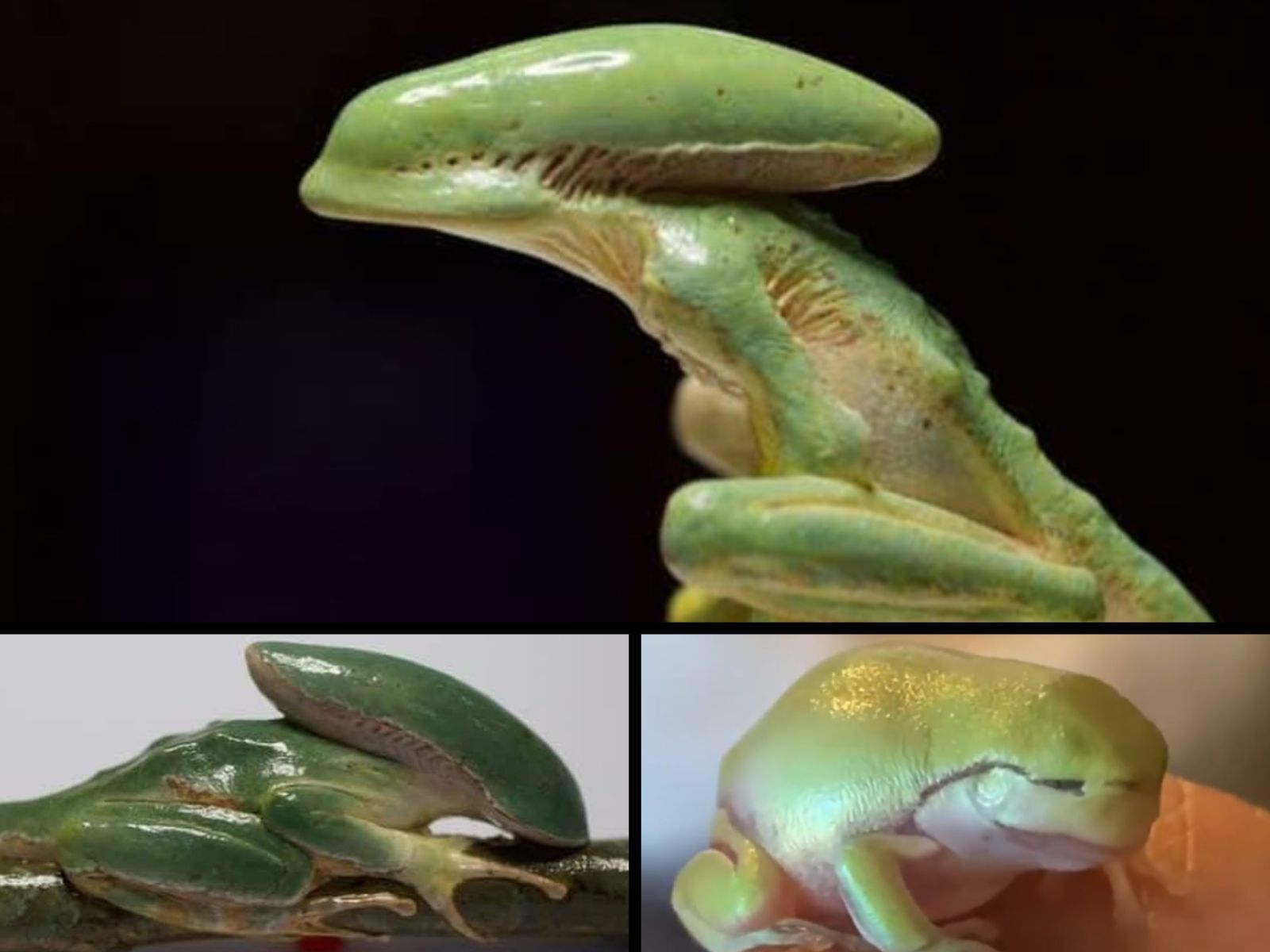 Xenomorph Frog image