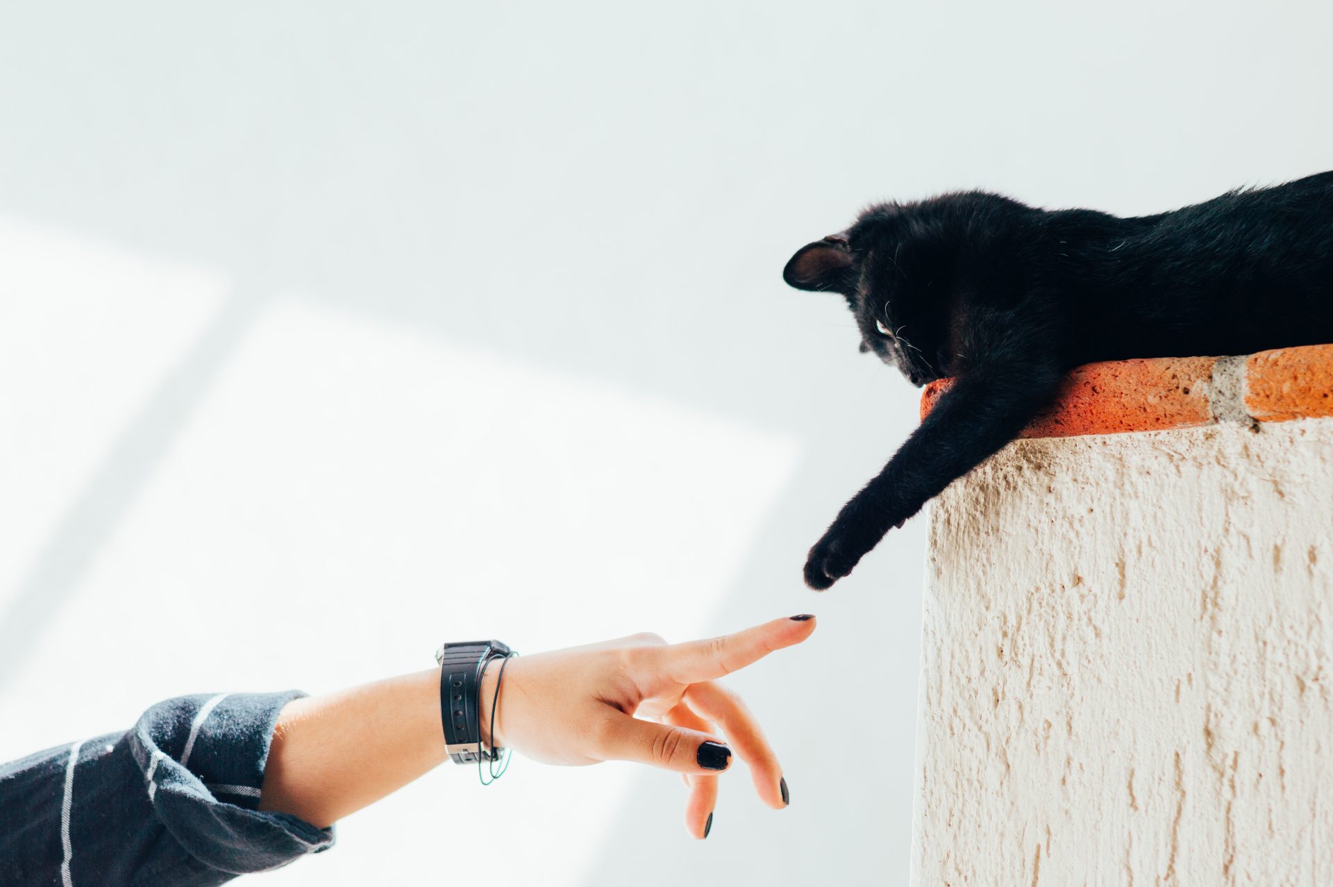 a black cat touching a person
